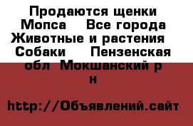 Продаются щенки Мопса. - Все города Животные и растения » Собаки   . Пензенская обл.,Мокшанский р-н
